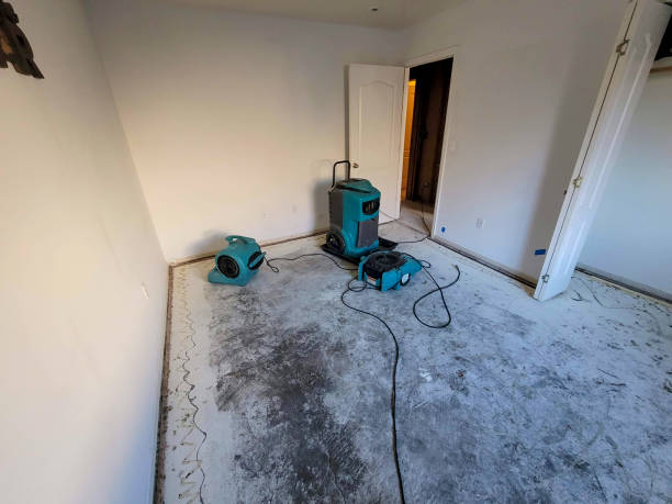 Best Mold removal after water damage  in Lone Oak, TN
